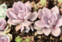 家裡的多肉再不管，3天立馬死翹翹，想救活都難！-頭條楓林網