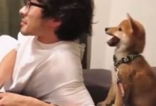 柴犬為了阻止主人玩遊戲，費盡了心機，狗：別玩遊戲了，玩我吧-頭條楓林網