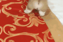 小柯基一本正經的撅著屁股看動畫片，眼睛不離手機，姿勢超迷人！-頭條楓林網