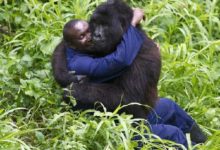 人與大猩猩同屬人科，獅子老虎也同屬一科，為啥它們能生出獅虎獸-頭條楓林網