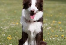 狗狗不吃狗糧是怎麼回事？-頭條楓林網