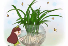 秘訣 | 她家的吊蘭根比火腿粗,花盆都撐裂了,秘訣竟是這個!-頭條楓林網