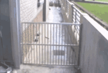 柴犬趁主人不在家偷偷越獄，最後還帶回幾個小傢伙.....-頭條楓林網