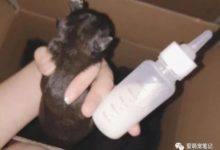路邊看到一窩剛出生的小奶狗，女孩於心不忍撿回來一隻，好感動！-頭條楓林網