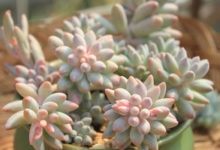 警惕 | 這5種花，夏天最怕悶，再不通風保准死翹翹！-頭條楓林網