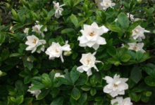 梔子長壽發財樹天一熱就打蔫？ 這麼做，2天就能滿血復活！-頭條楓林網