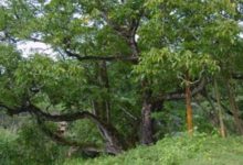 核桃樹的修剪技術-頭條楓林網