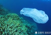 白色垃圾如何處理成難題，海溝深處遍布垃圾令人揪心-頭條楓林網