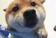 柴犬價格 柴犬多少錢一隻 柴犬怎麼挑選-頭條楓林網