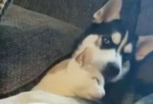 哈士奇正在擼橘貓，主人偷偷看了一眼，結果被它的眼神嚇尿了...-頭條楓林網