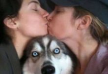 超會搶鏡的汪星人-頭條楓林網