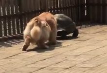 胖金毛學起了烏龜走路，惹人笑噴-頭條楓林網