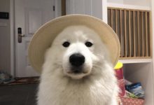 沒有養過薩摩耶的人對薩摩耶最深的誤解：拆家？傻白甜？都不是-頭條楓林網