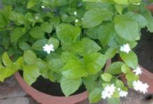 茉莉茶花…拉根枝壓土裡，1盆秒變10盆，開花量驚人！-頭條楓林網