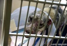 狗狗全身爛到沒好皮，安樂死前驚險獲救，不放棄變回超美型狗-頭條楓林網