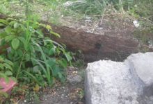 哈士奇被關籠子導致四肢畸形，它第一次走出來的樣子讓人震驚…-頭條楓林網