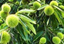 板栗樹怎麼種-頭條楓林網