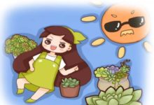 一夜之間，多肉變成小包子，全家人都驚呆了！-頭條楓林網