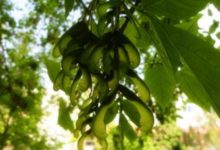 複葉槭怎麼修剪-頭條楓林網