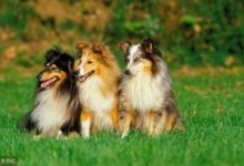 能陪伴孩子的，7大狗狗，「德國牧羊犬」上榜！-頭條楓林網