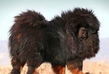 世界上最貴的6種狗，薩摩耶墊底，羅威納第2，第1讓人大吃一-頭條楓林網