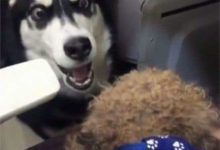 長腿二哈被短腿巴哥糟蹋了！生出來的娃嚇壞鏟屎官！二哈嫌棄的直接叼出去扔了！-頭條楓林網