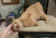 雖然這隻橘貓天生殘疾，但活潑的性格讓它變成了小霸王龍-頭條楓林網