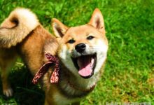 柴犬多少錢一隻，如何挑一隻優秀的柴犬？-頭條楓林網