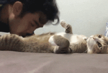 主人把臉埋在貓的肚子上狂吸，而貓的這一臉表情讓人笑噴了...-頭條楓林網