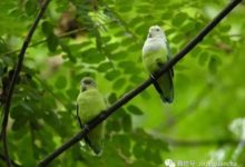 卿卿我我，甜甜蜜蜜，它們是情侶鸚鵡| 神奇的生物-頭條楓林網