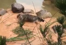 哈士奇獨自去玩，主人再見它模樣時，臉色瞬變還叫著：不要來追我-頭條楓林網