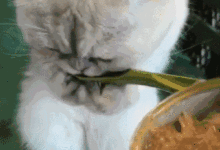 橘貓究竟有多大？ 不比不知道，一比嚇一跳-頭條楓林網