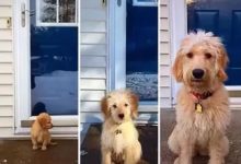 狗狗長大了，但是好像什麼都沒變-頭條楓林網