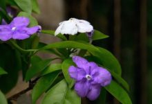 番茉莉怎麼養-頭條楓林網