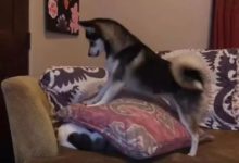 貓咪就是不起床，二哈急中生智竟這樣叫醒它？貓咪：媽賣批，看老子不弄死你！-頭條楓林網