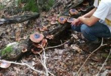 生物安全減少了植物病原體在國家邊界的入侵-頭條楓林網