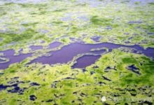 很久以前的地球居然沒有氧氣，直到這種生物的出現-頭條楓林網