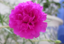 他把太陽花養成了老樁，鄰居看了羨慕得眼紅！-頭條楓林網