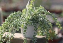 多肉植物百萬心怎麼養-頭條楓林網