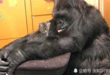 那隻分外傳奇甚至連手語都學會的大猩猩，去世了！-頭條楓林網
