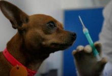 新手養狗如何正確給狗狗打疫苗-頭條楓林網