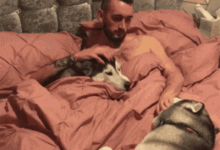 女主含淚拍下哈士奇和老公的照片，原來自己養了兩隻地表最強小三...-頭條楓林網