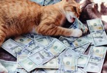 這些喵星人都是土豪啊！-頭條楓林網