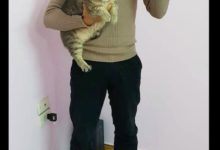 網友給貓買了一個頭巾，結果讓它戴上後就笑了，這是俄羅斯大媽？-頭條楓林網