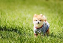 養寵趣聞：狗罐頭是濕糧還是零食，狗罐頭算是濕糧嗎-頭條楓林網