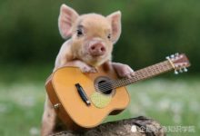 日本首創現實版天蓬元帥，半人半豬？將被用於器官培植-頭條楓林網