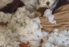 媳婦剛買的棉絮就被哈士奇撕爛了，為了保護自己，它還咬壞了衣架-頭條楓林網