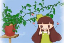 夏天綠蘿這麼養，葉子綠的冒油，立馬竄上牆！-頭條楓林網