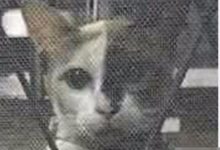 家中貓咪走丟半年，再見時，給主人帶來如此巨大的驚喜！-頭條楓林網