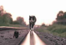 一隻被緬因貓寵愛的狗狗，感覺要幸福到窒息了-頭條楓林網